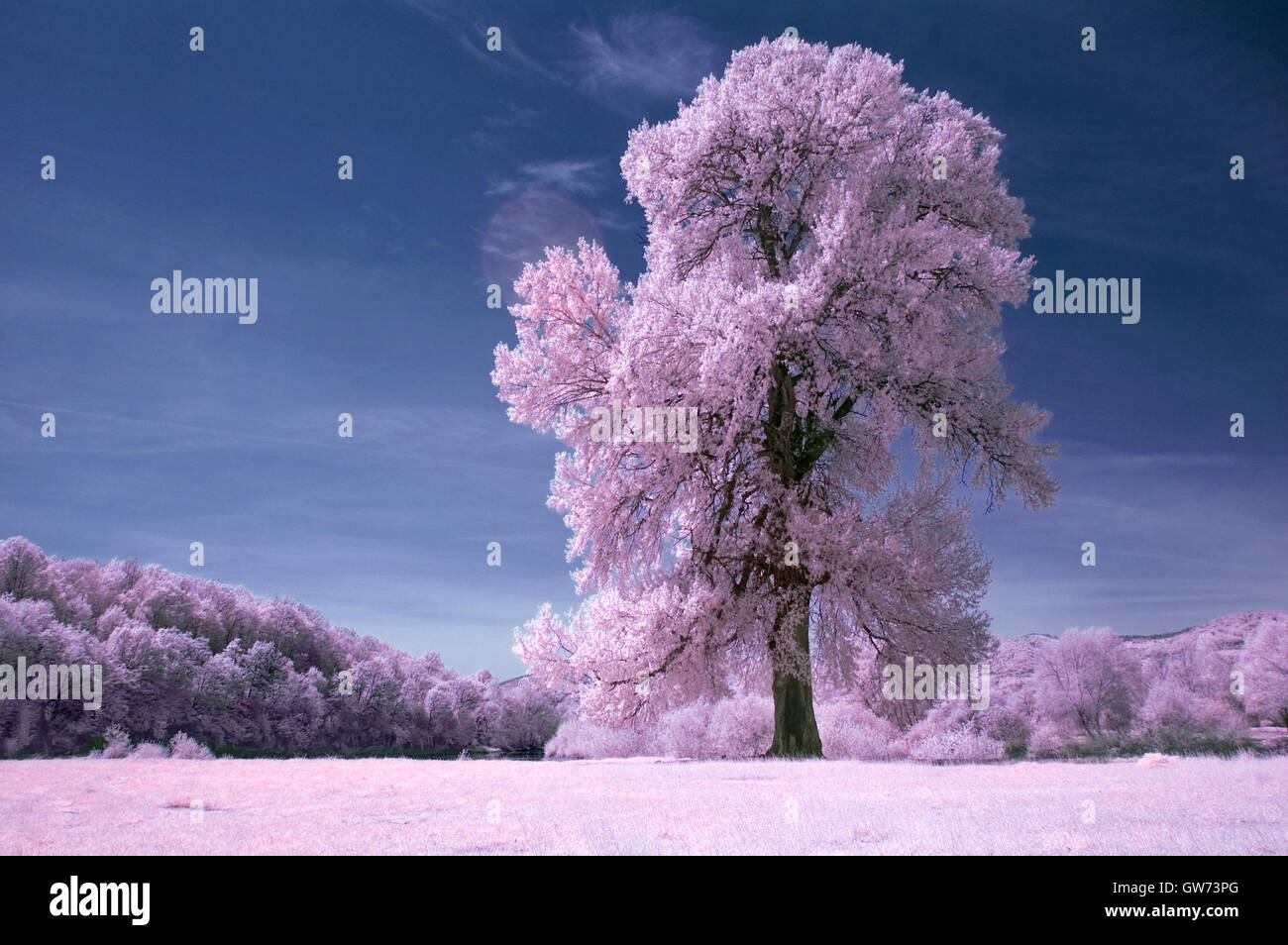 infrared landscape with old tree Stock Photo