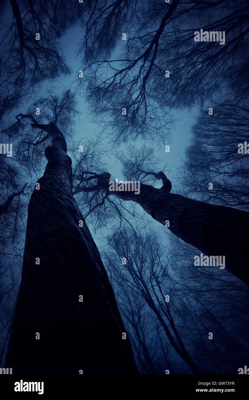 dramatic view of spooky twisted trees against night sky Stock Photo