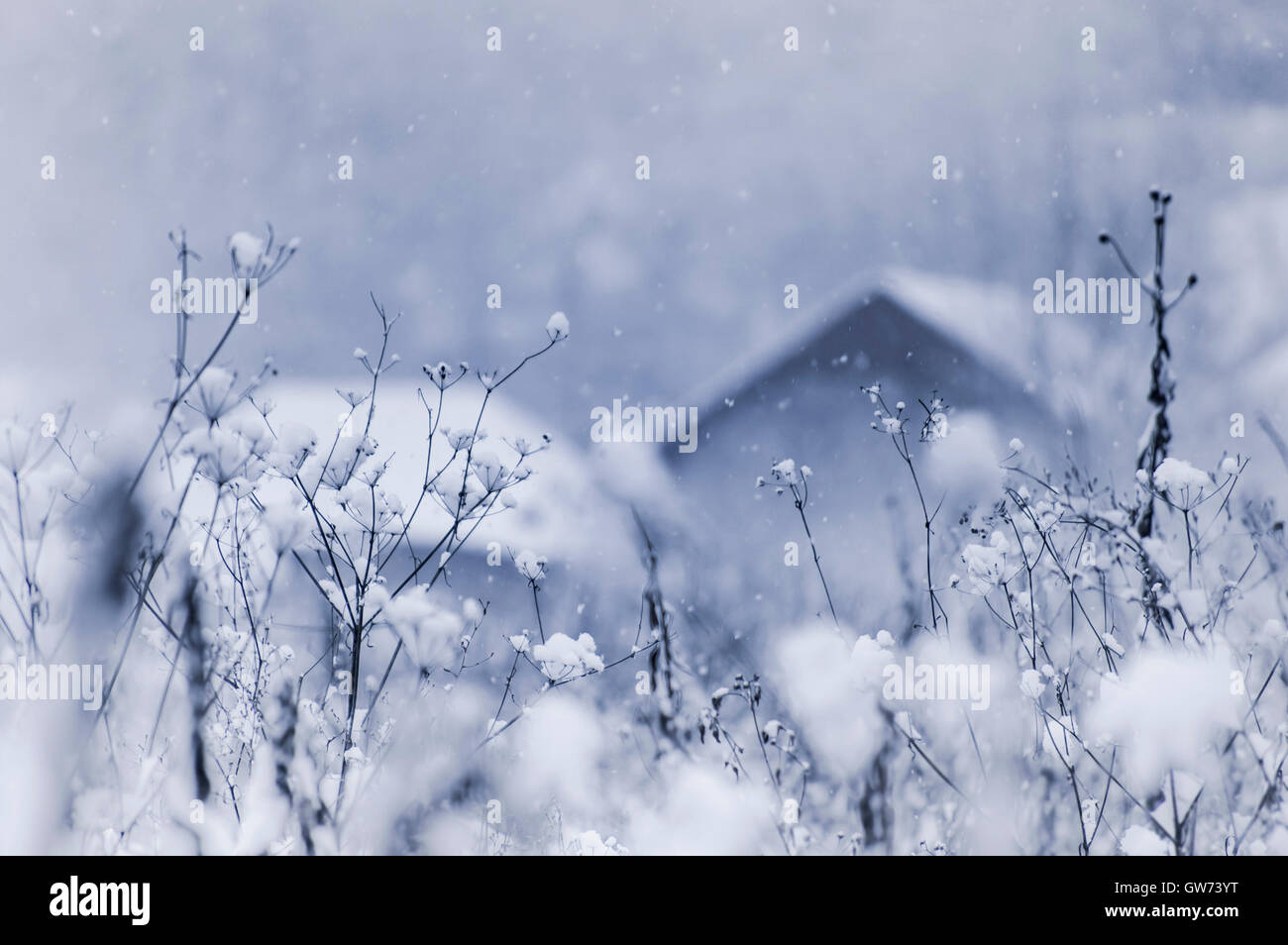 winter landscape with snow covering rooftops and plants Stock Photo