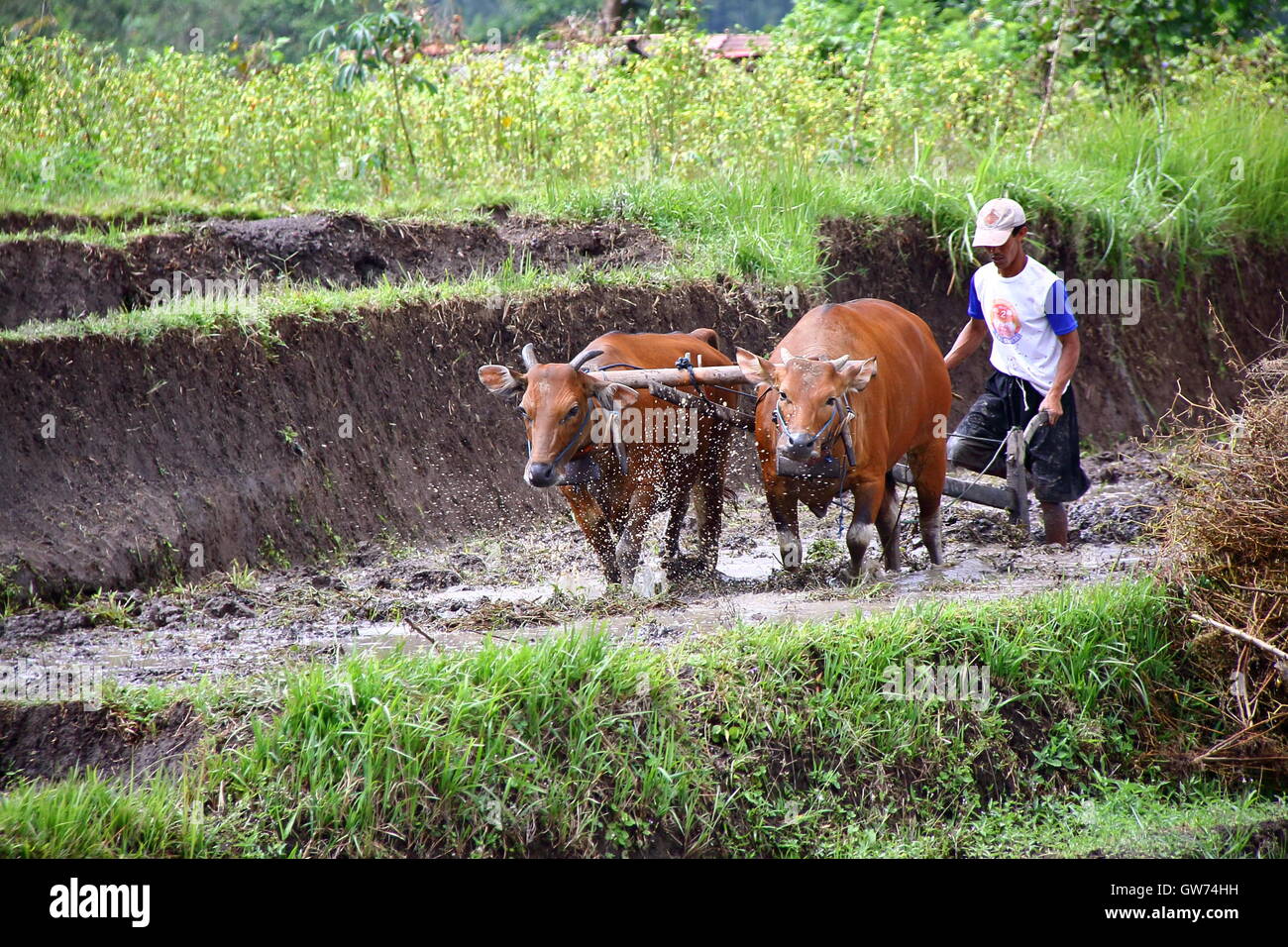 Plowing cows hires stock photography and images Alamy