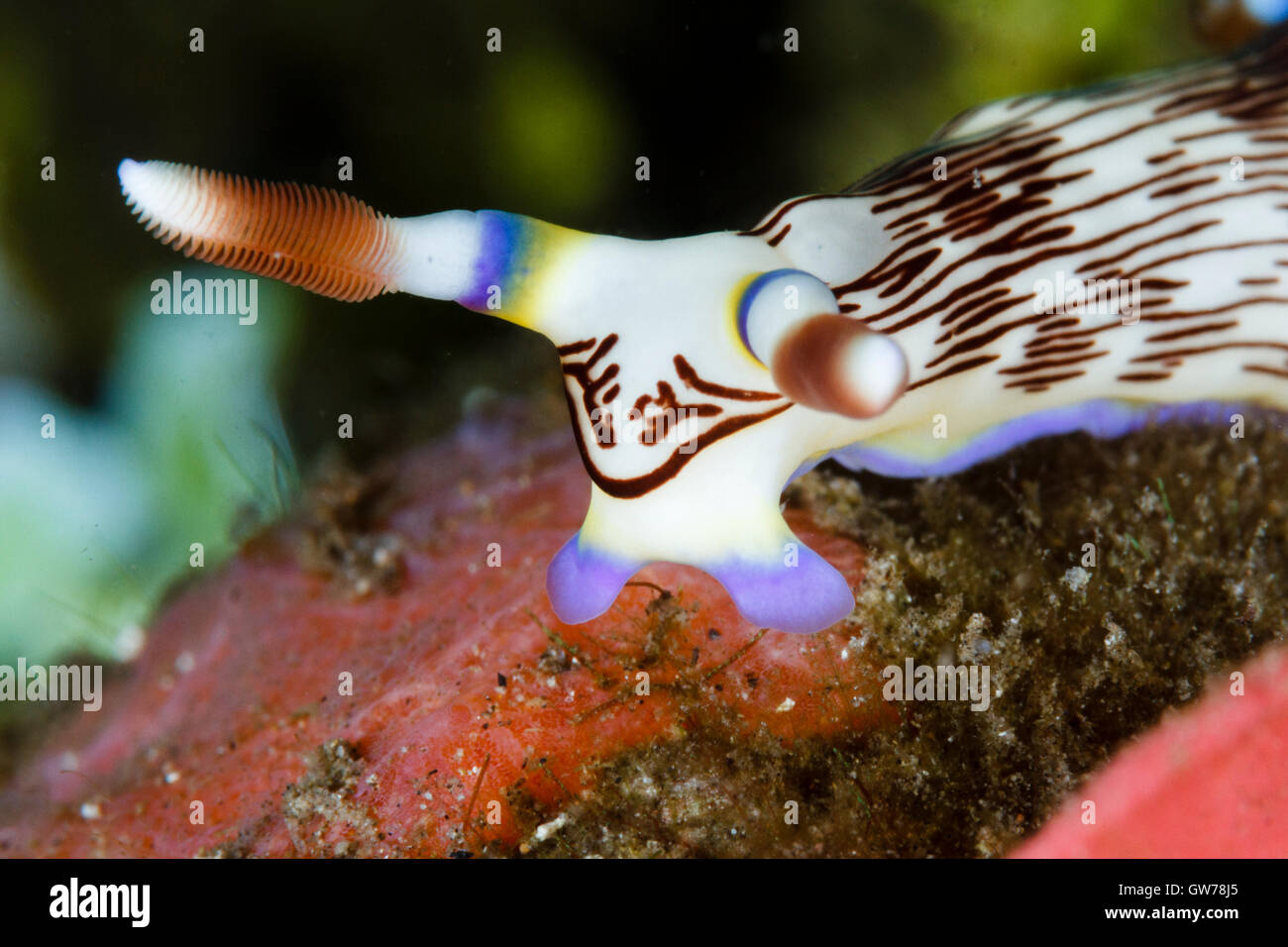 Dumaguete, Philippines. 12th Sep, 2016. These unusual creatures were spotted during a days muck diving off Dumaguete in the Philippines. A Nudibranch (a type of seaslug) crawls on the seabed, Dunaguete, Philippines. Credit:  Ed Brown/Alamy Live News Stock Photo