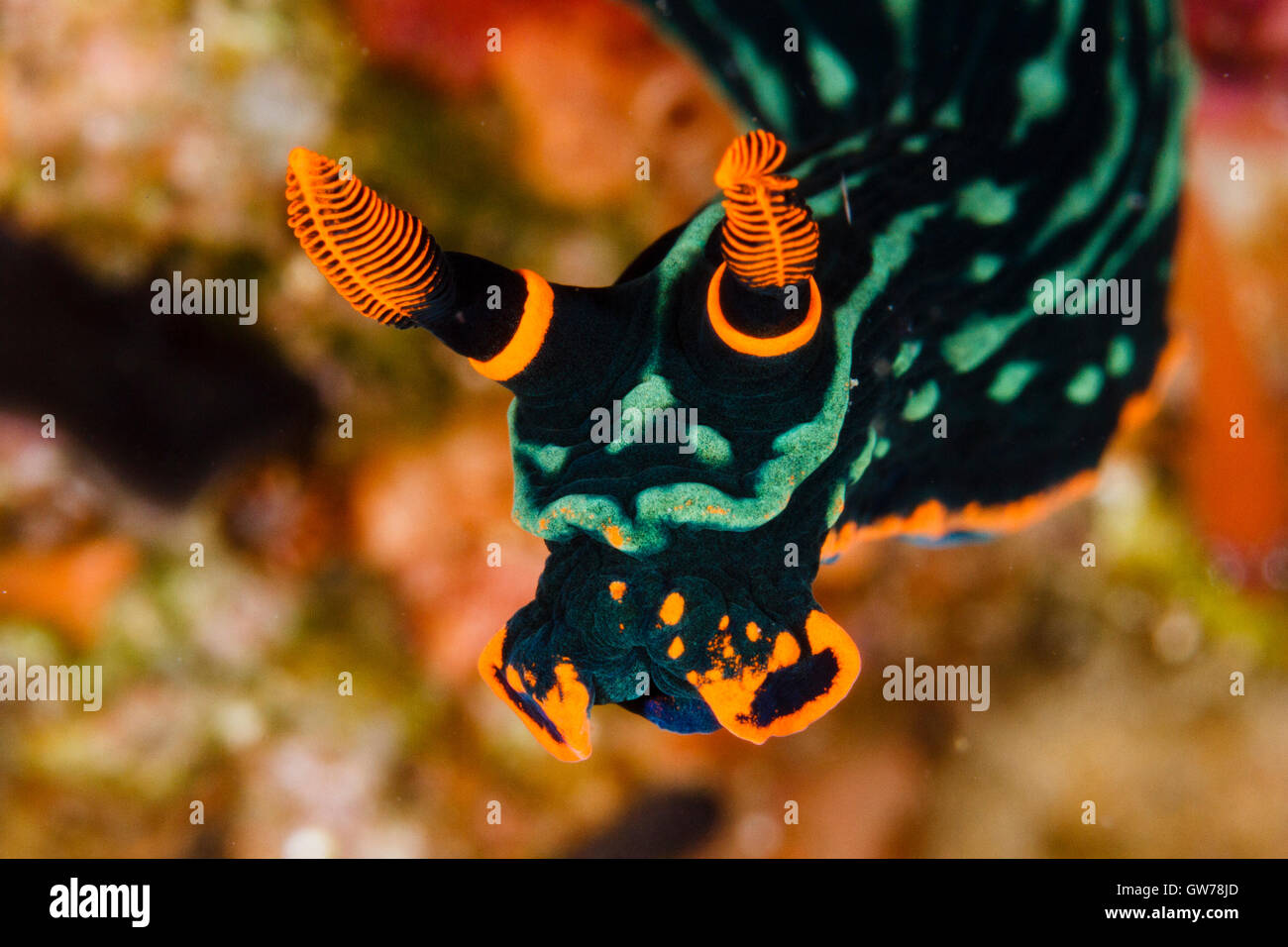 Dumaguete, Philippines. 12th Sep, 2016. These unusual creatures were spotted during a days muck diving off Dumaguete in the Philippines. A Nudibranch (a type of seaslug) seemingly hangs in mid water, Dunaguete, Philippines. Credit:  Ed Brown/Alamy Live News Stock Photo