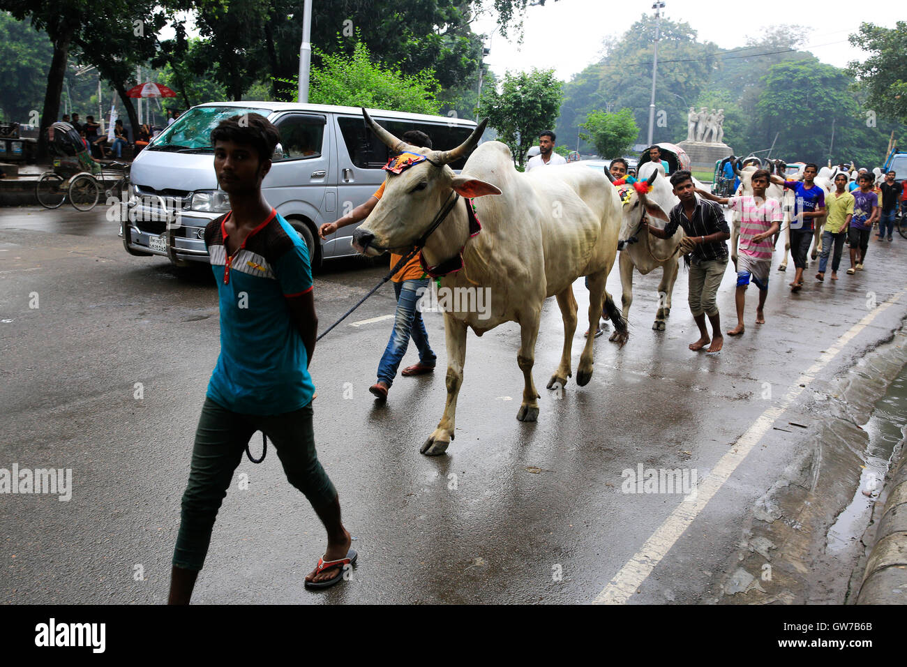 Dhaka, Bangladesh. 12, September, 2016; People returning home with cattle ahead of Eid-ul-Azha. Credit:  Muhammad Mostafigur Rahman/Alamy Live News Stock Photo