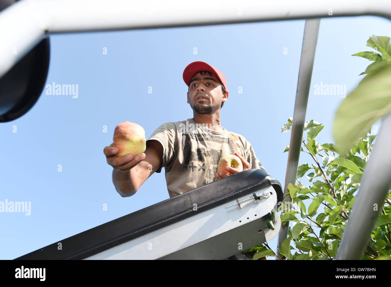 Vilemov, Czech Republic. 12th Sep, 2016. Harvest of apples of the cultivar Sampion in the apple collective farm Senice in Vilemov, Czech Republic, September 12, 2016. © Ludek Perina/CTK Photo/Alamy Live News Stock Photo