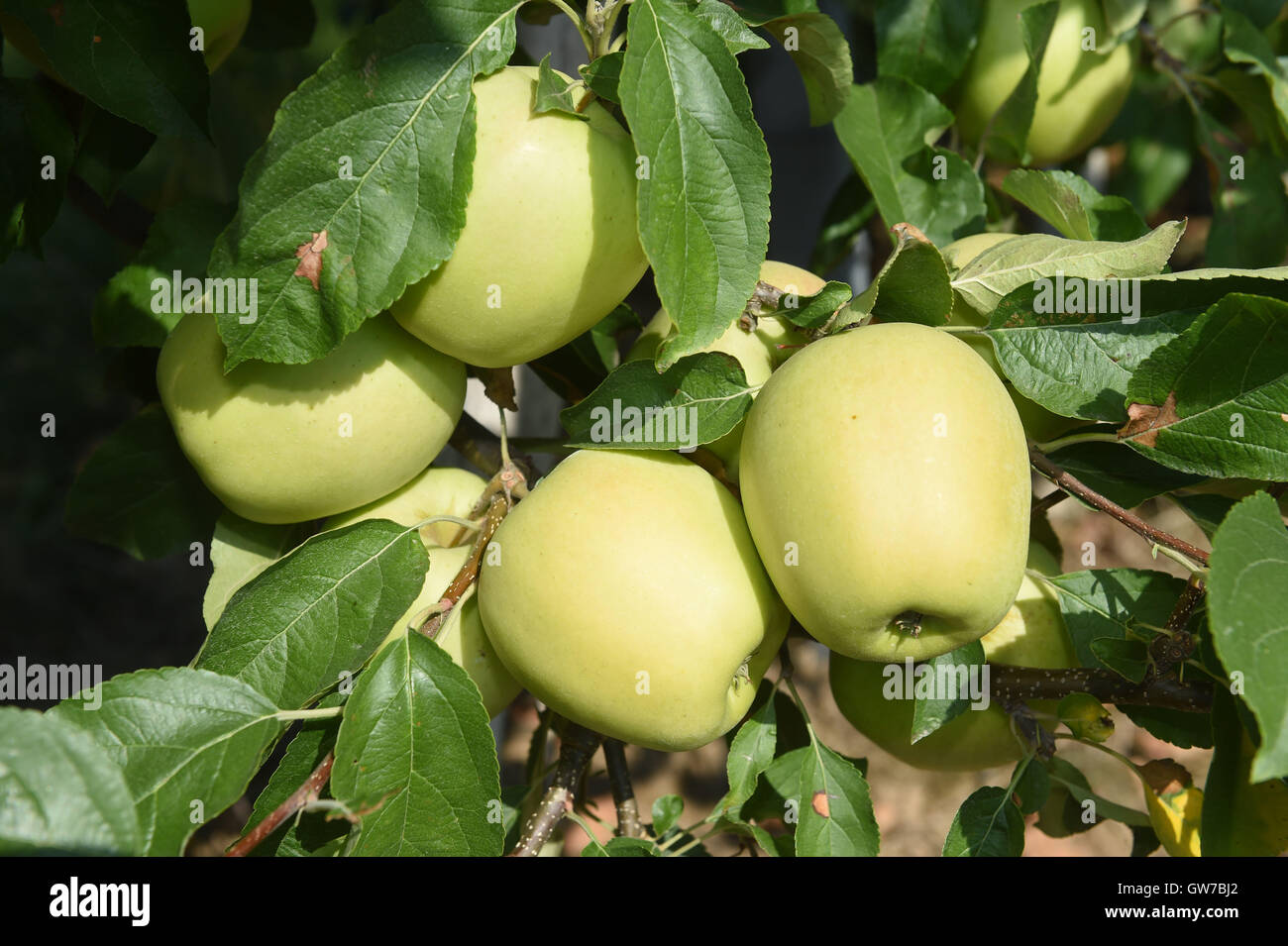 Vilemov, Czech Republic. 12th Sep, 2016. Harvest of apples of the cultivar Golden in the apple collective farm Senice in Vilemov, Czech Republic, September 12, 2016. © Ludek Perina/CTK Photo/Alamy Live News Stock Photo
