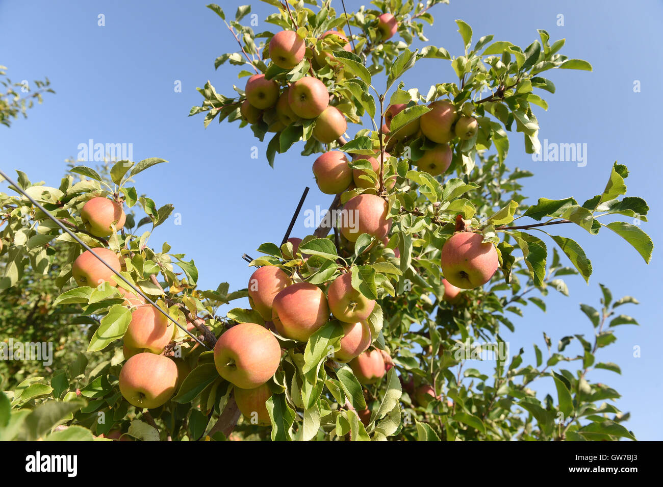 Vilemov, Czech Republic. 12th Sep, 2016. Harvest of apples of the cultivar Sampion in the apple collective farm Senice in Vilemov, Czech Republic, September 12, 2016. © Ludek Perina/CTK Photo/Alamy Live News Stock Photo