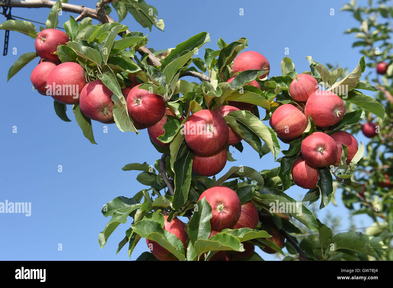 Vilemov, Czech Republic. 12th Sep, 2016. Harvest of apples of the cultivar Gala in the apple collective farm Senice in Vilemov, Czech Republic, September 12, 2016. © Ludek Perina/CTK Photo/Alamy Live News Stock Photo