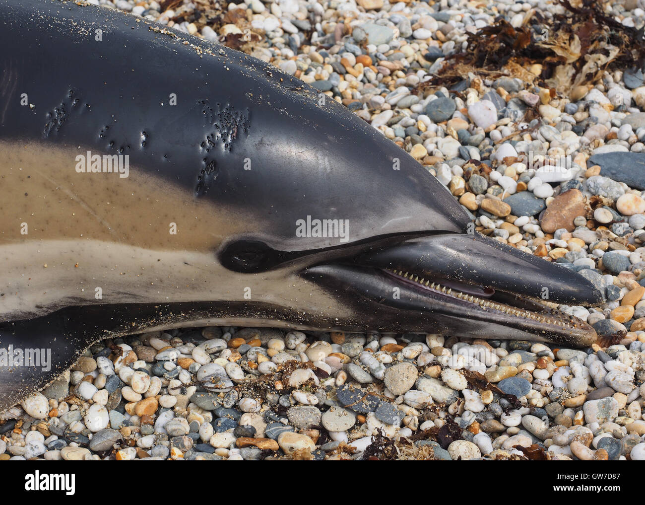 Dead dolphin washed up and recorded by the Cornwall Wildlife Trust at Marazion beach, Cornwall, UK Stock Photo