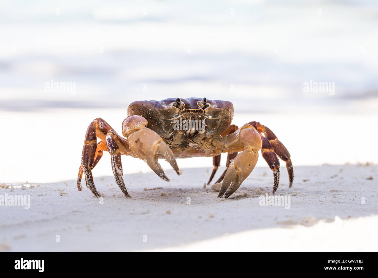 Hairy leg mountain crab, Tachai island, Phang Nga Province, Thailand Stock Photo