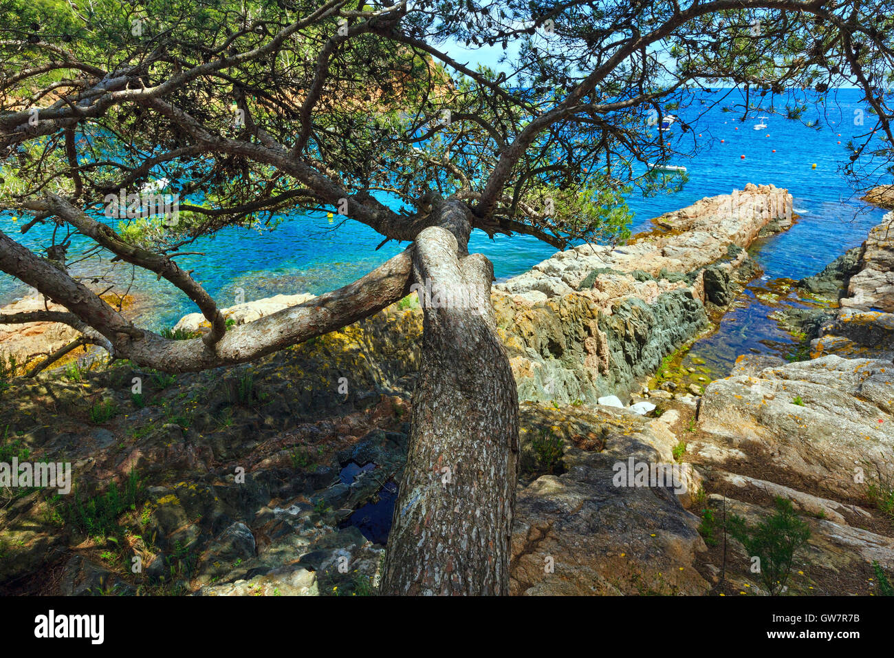 Pine trees with cones on rocky coast above sea Stock Photo - Alamy