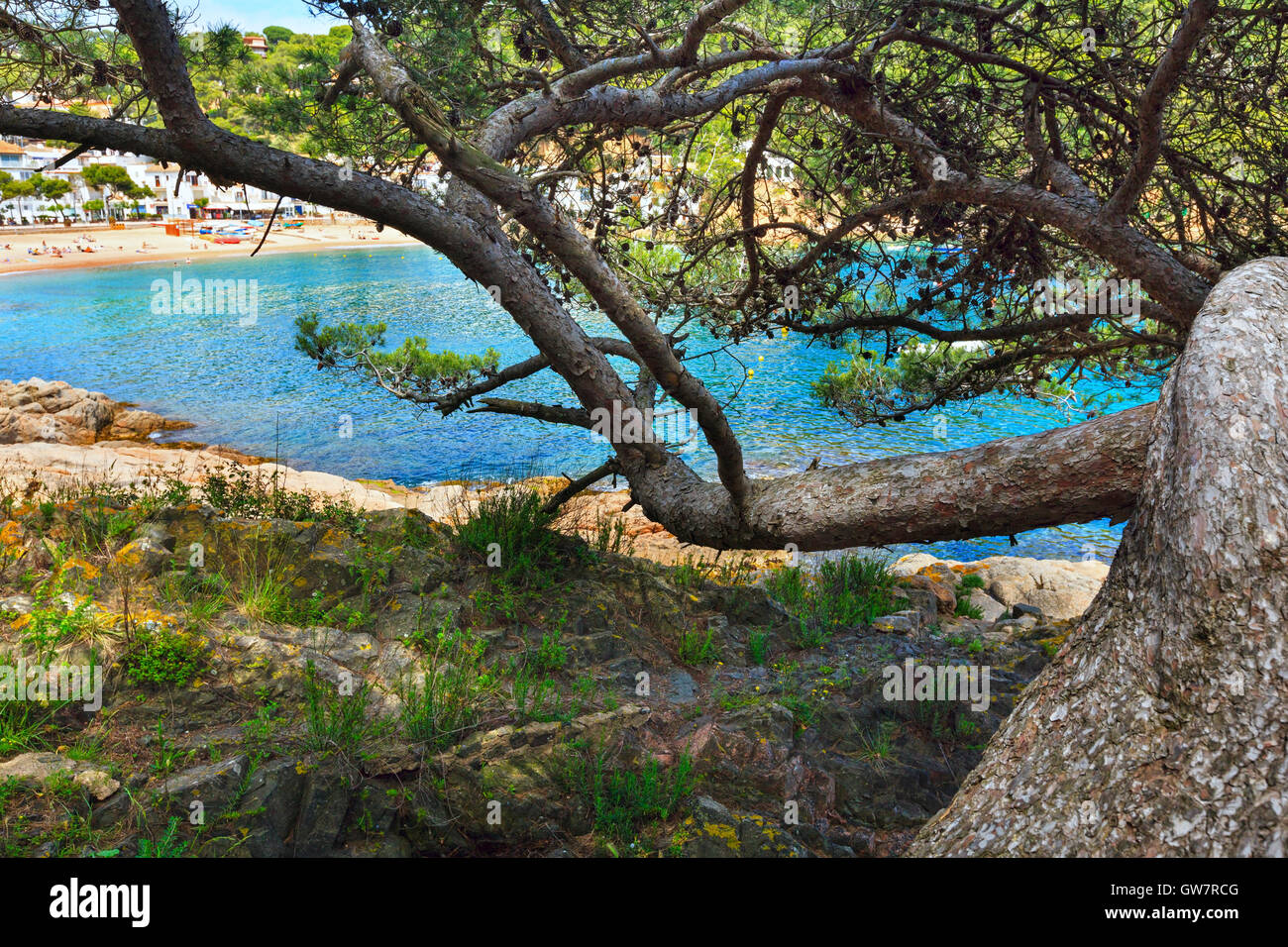 Pine trees with cones on rocky coast above sea Stock Photo - Alamy