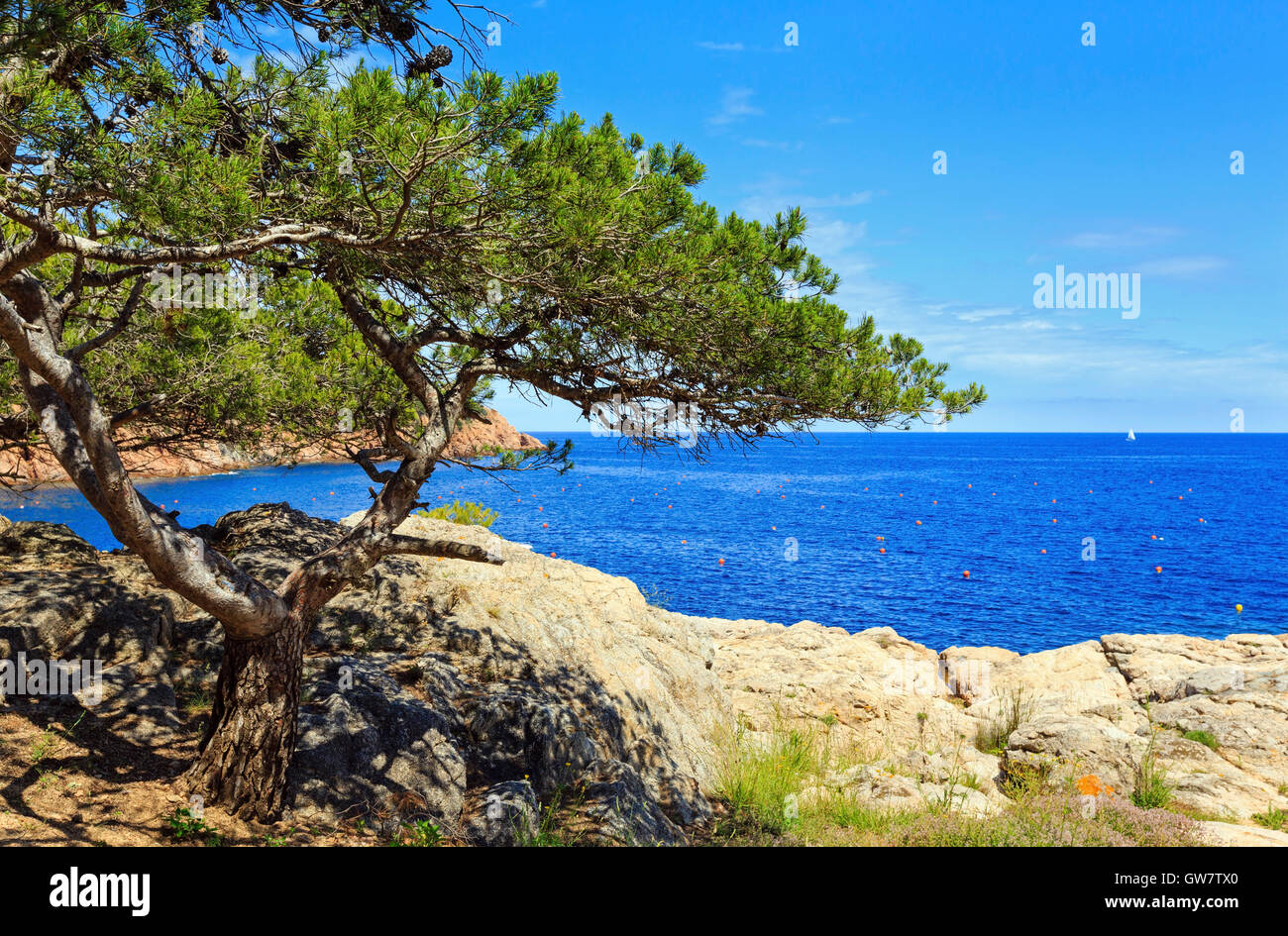 Pine tree with cones on sea rocky coast Stock Photo - Alamy