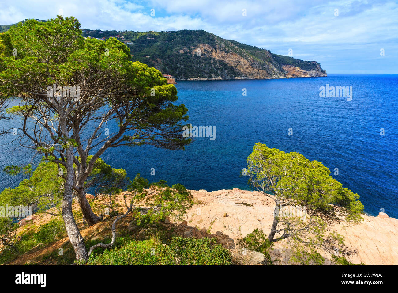 Pine trees on rocky coast above sea Stock Photo - Alamy