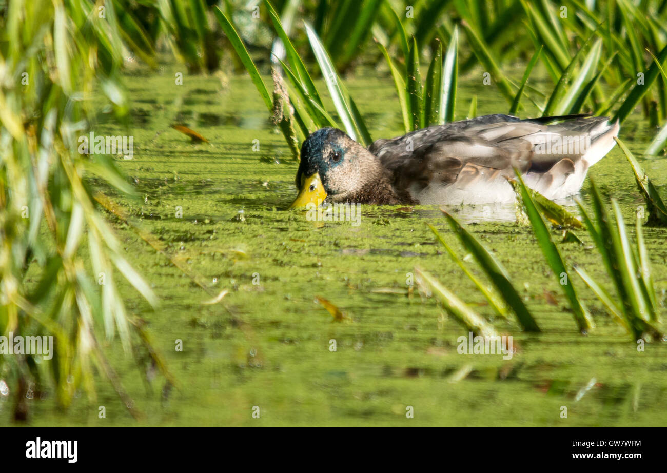Moorhen's, Duck's and reflections at the town center nature and wildlife area. ©Clifford Norton