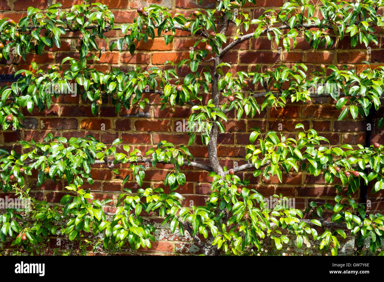 Espalier fruit tree hires stock photography and images Alamy
