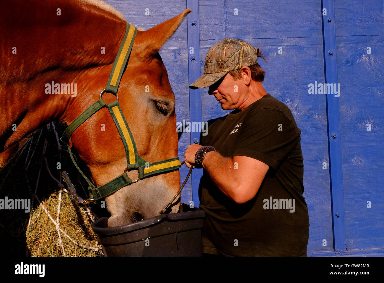 Man in cap feeds a beautiful horse prior to a competition at a county fair Stock Photo