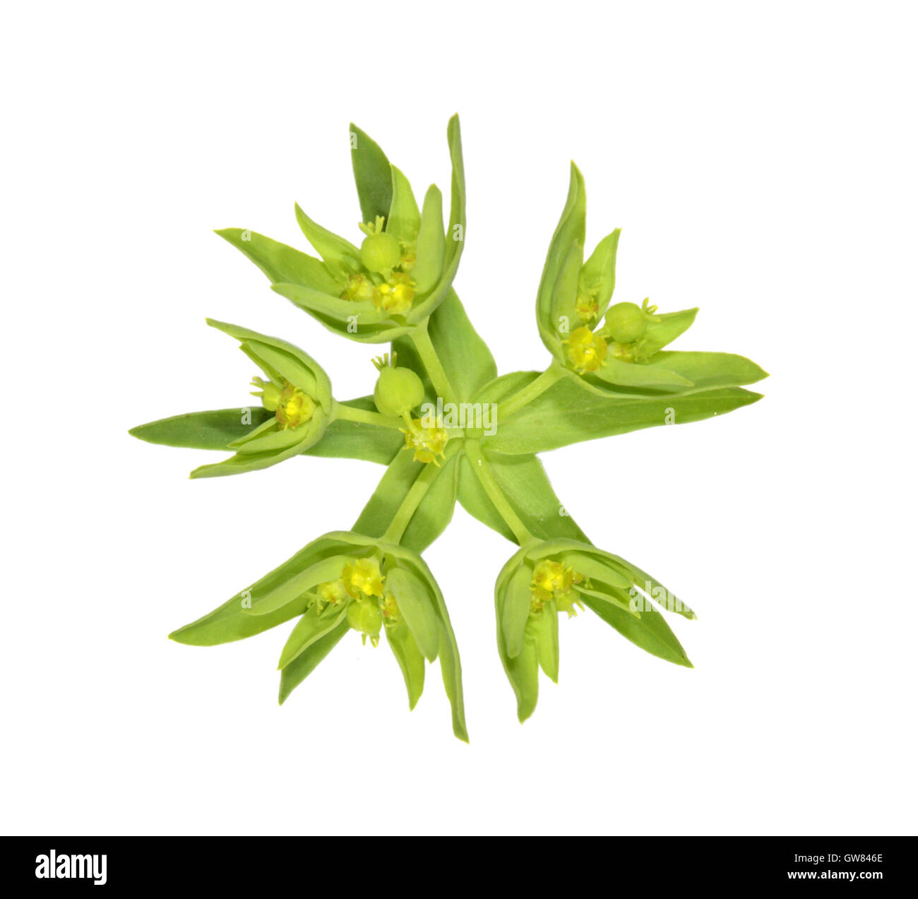 Dwarf Spurge - Euphorbia exigua Stock Photo