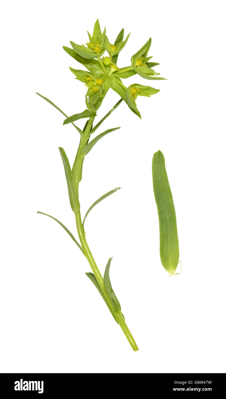 Dwarf Spurge - Euphorbia exigua Stock Photo
