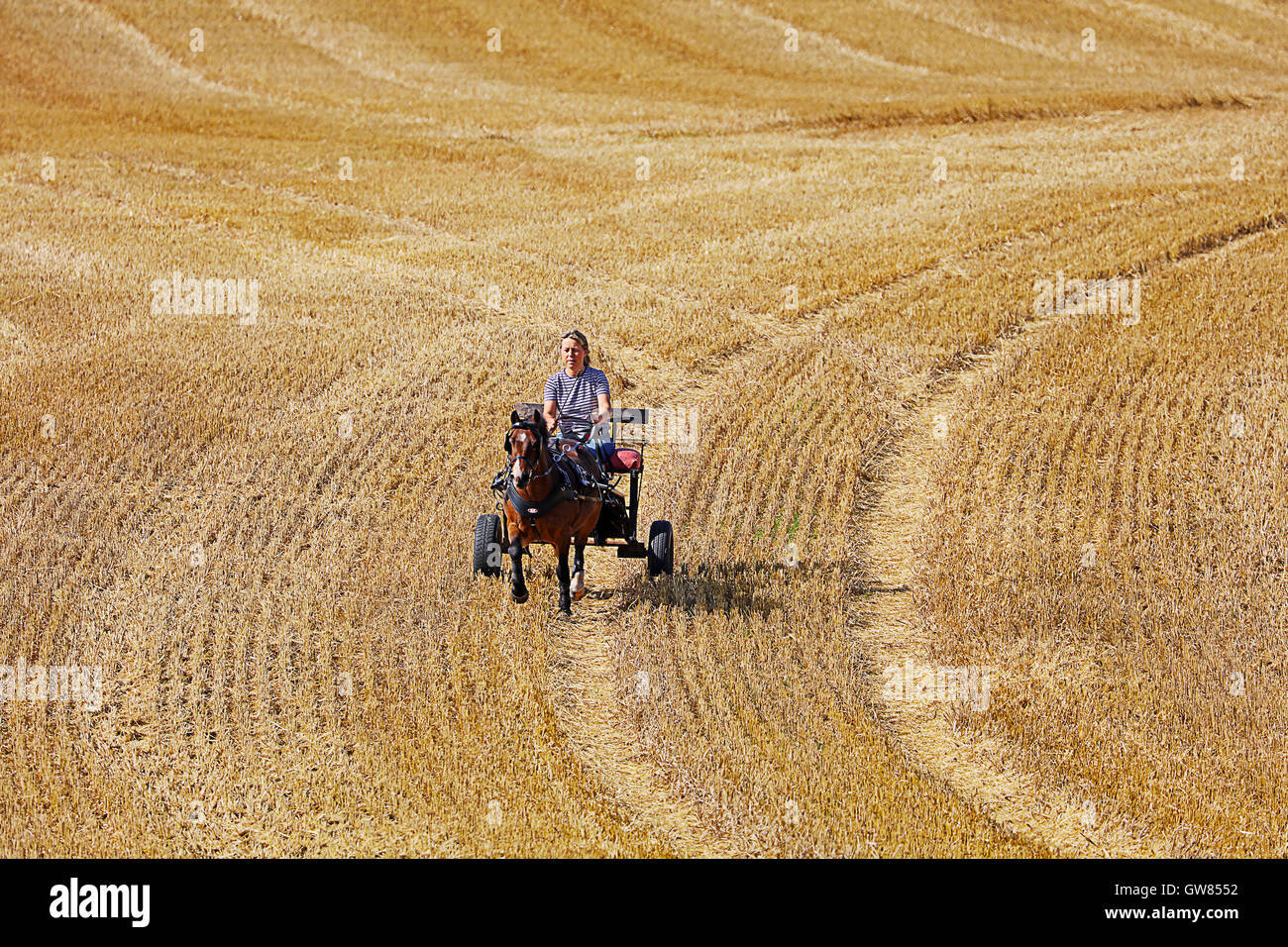 Ride in the stubble after Harvest.Northumberland. North east of England. Stock Photo
