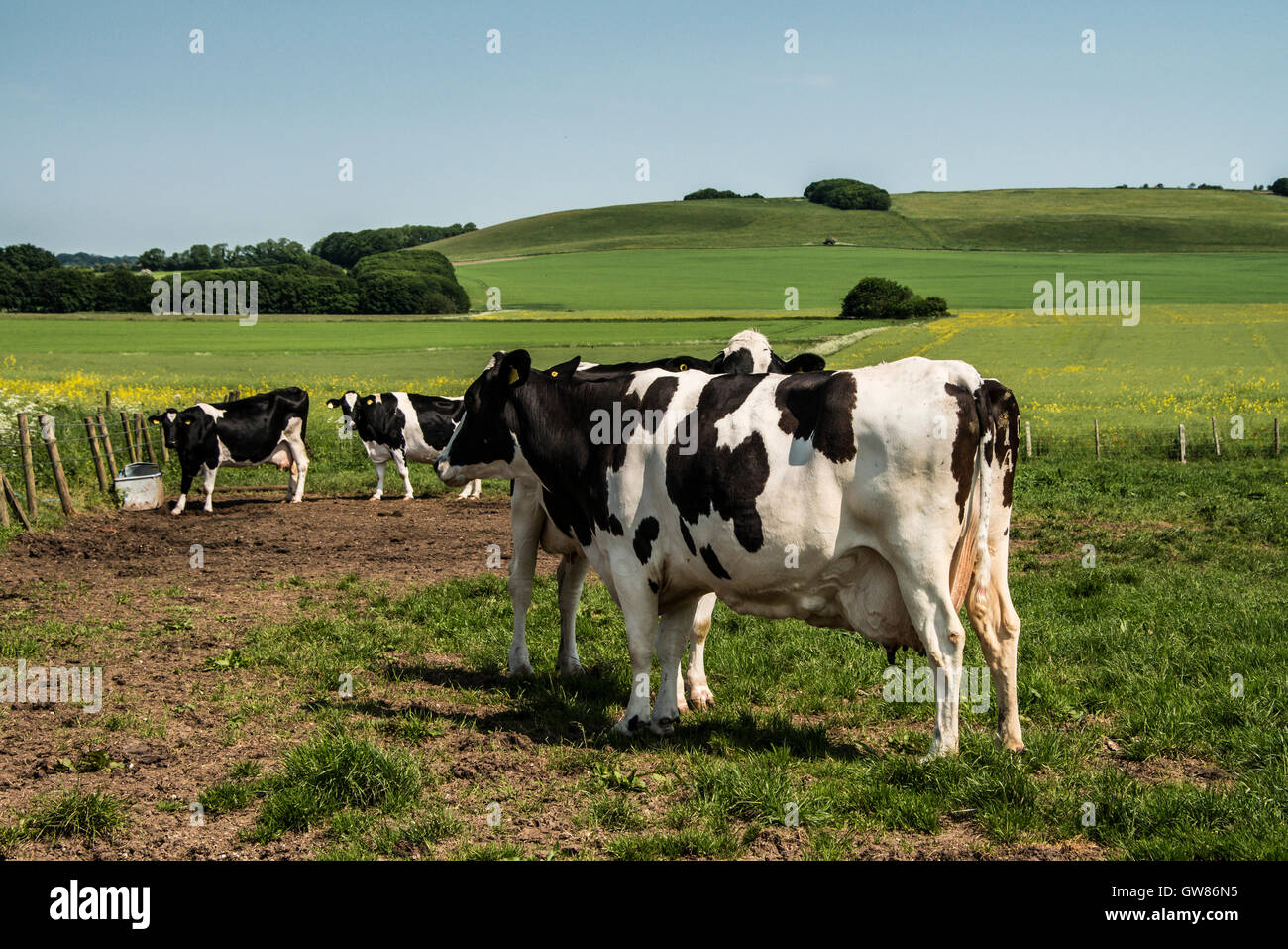 Holstein Friesians cows in a field Stock Photo - Alamy