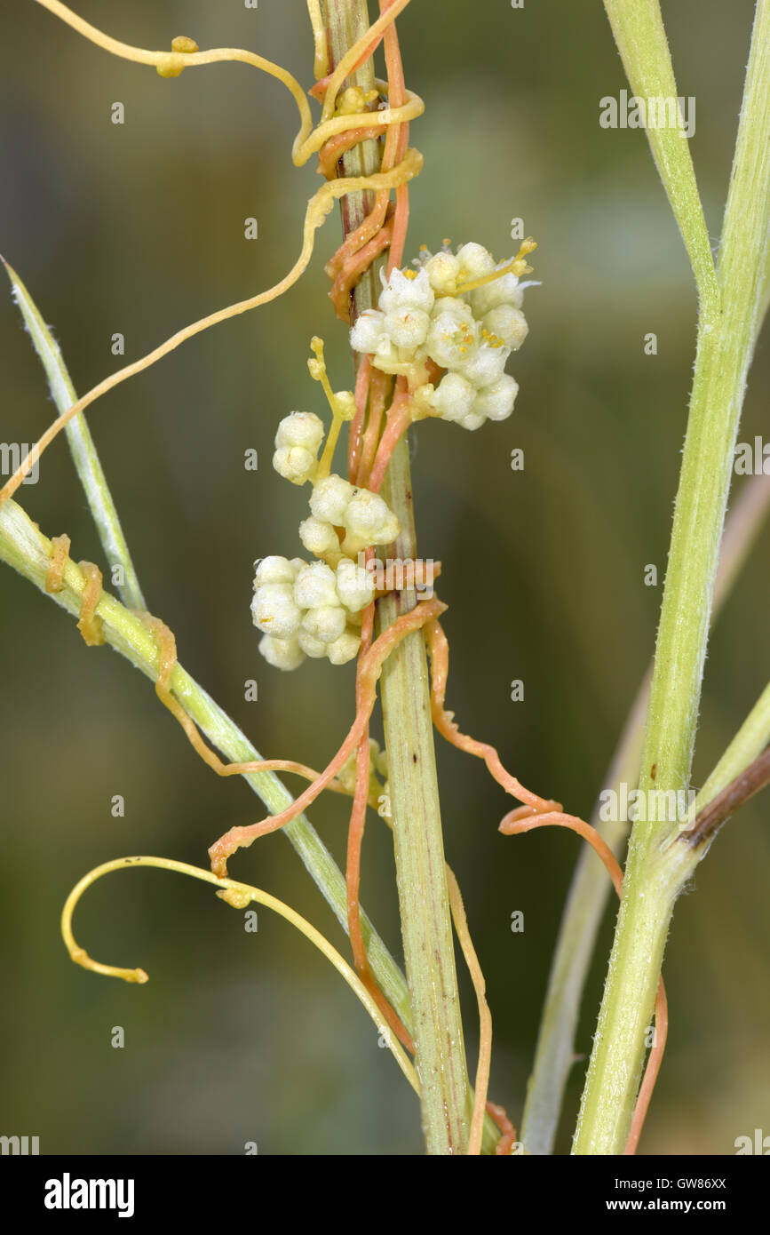 Yellow Dodder - Cuscuta campestris Stock Photo