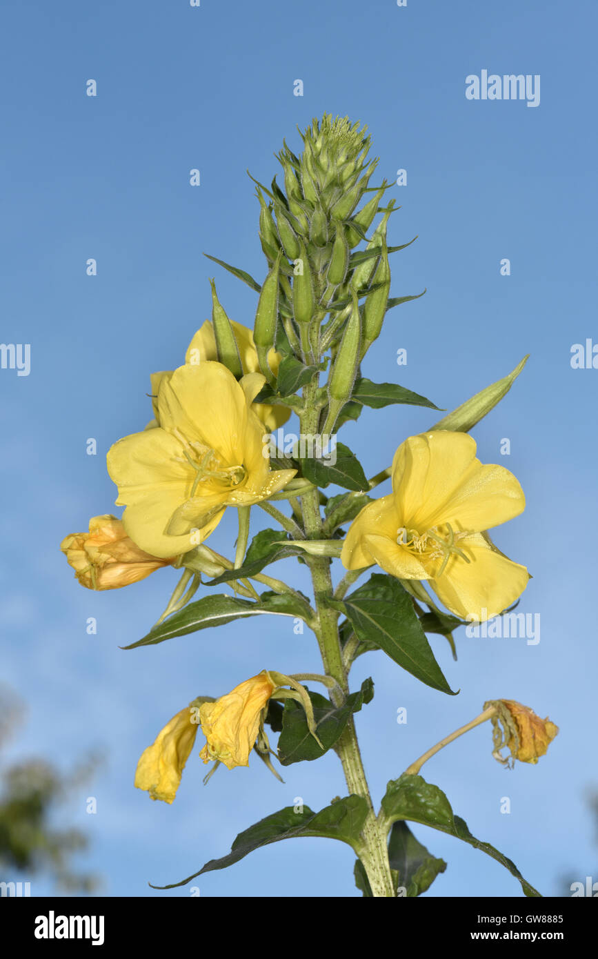 Common Evening-primrose - Oenothera biennis Stock Photo