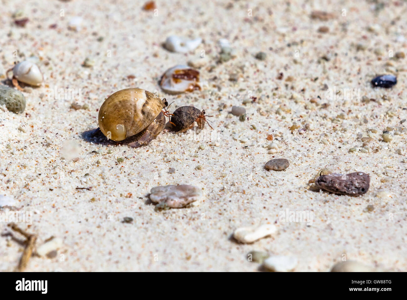 Hermit crabs on beach Stock Photo