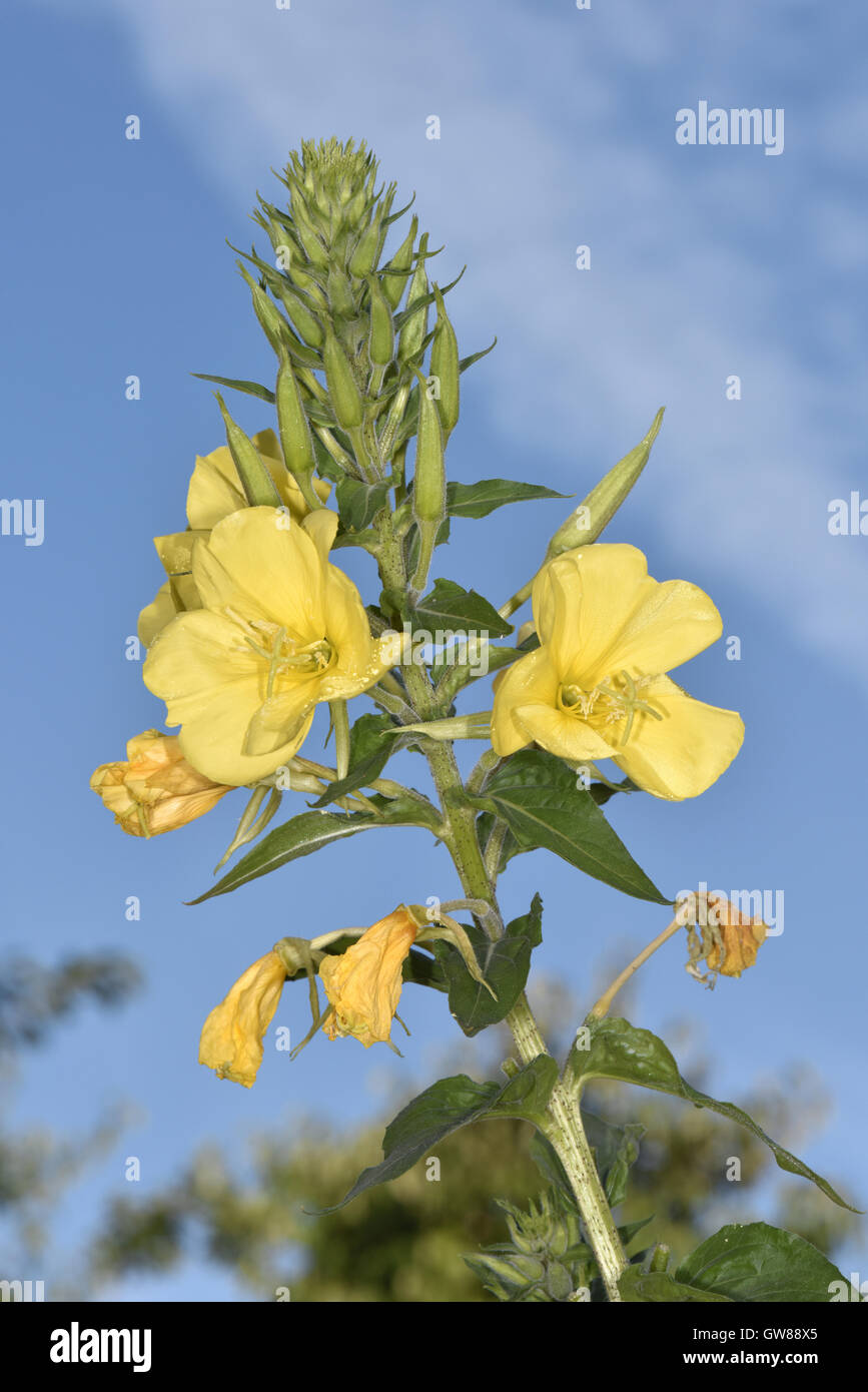 Common Evening-primrose - Oenothera biennis Stock Photo