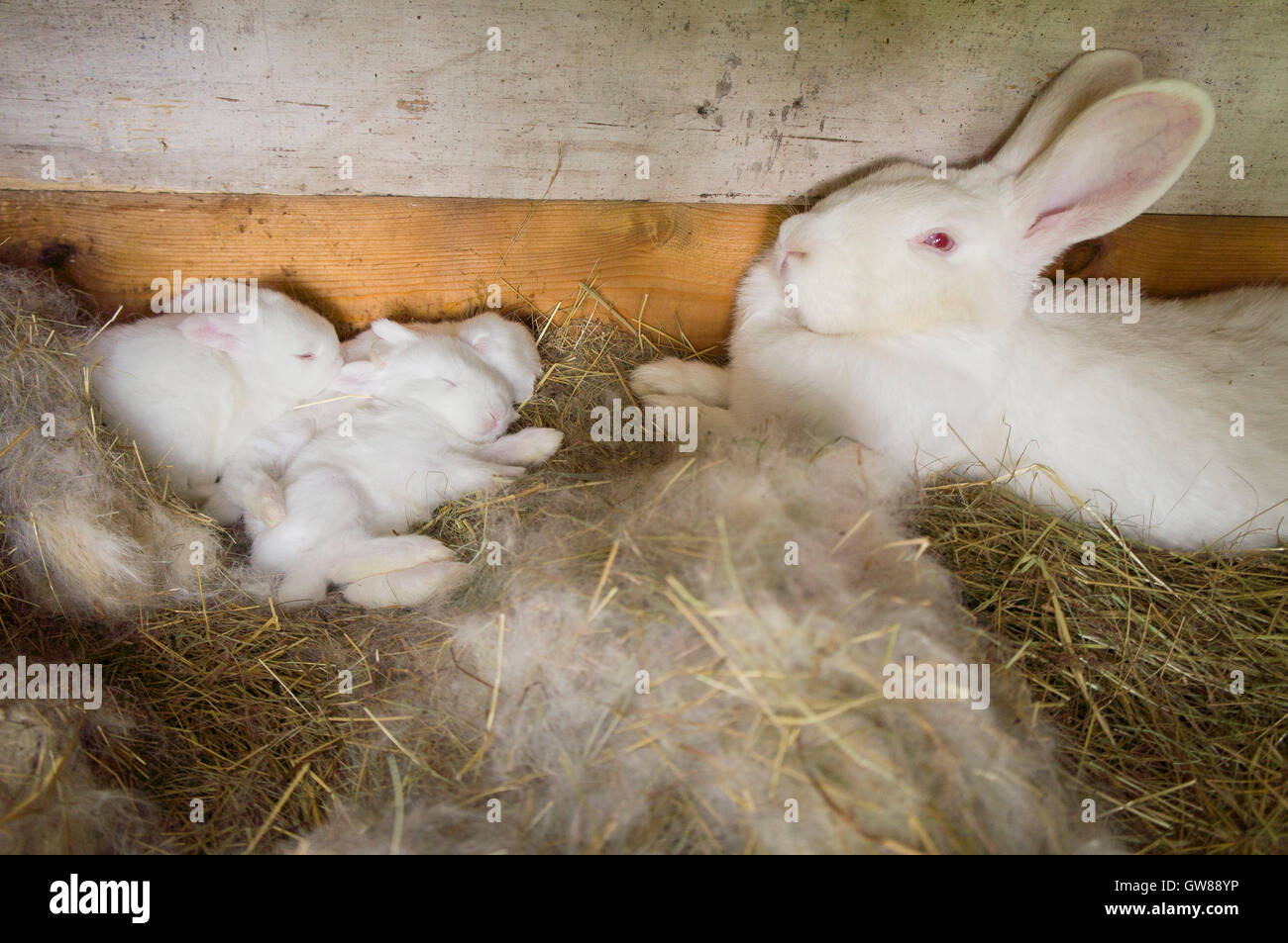Rabbit hutch bedding hi-res stock photography and images - Alamy