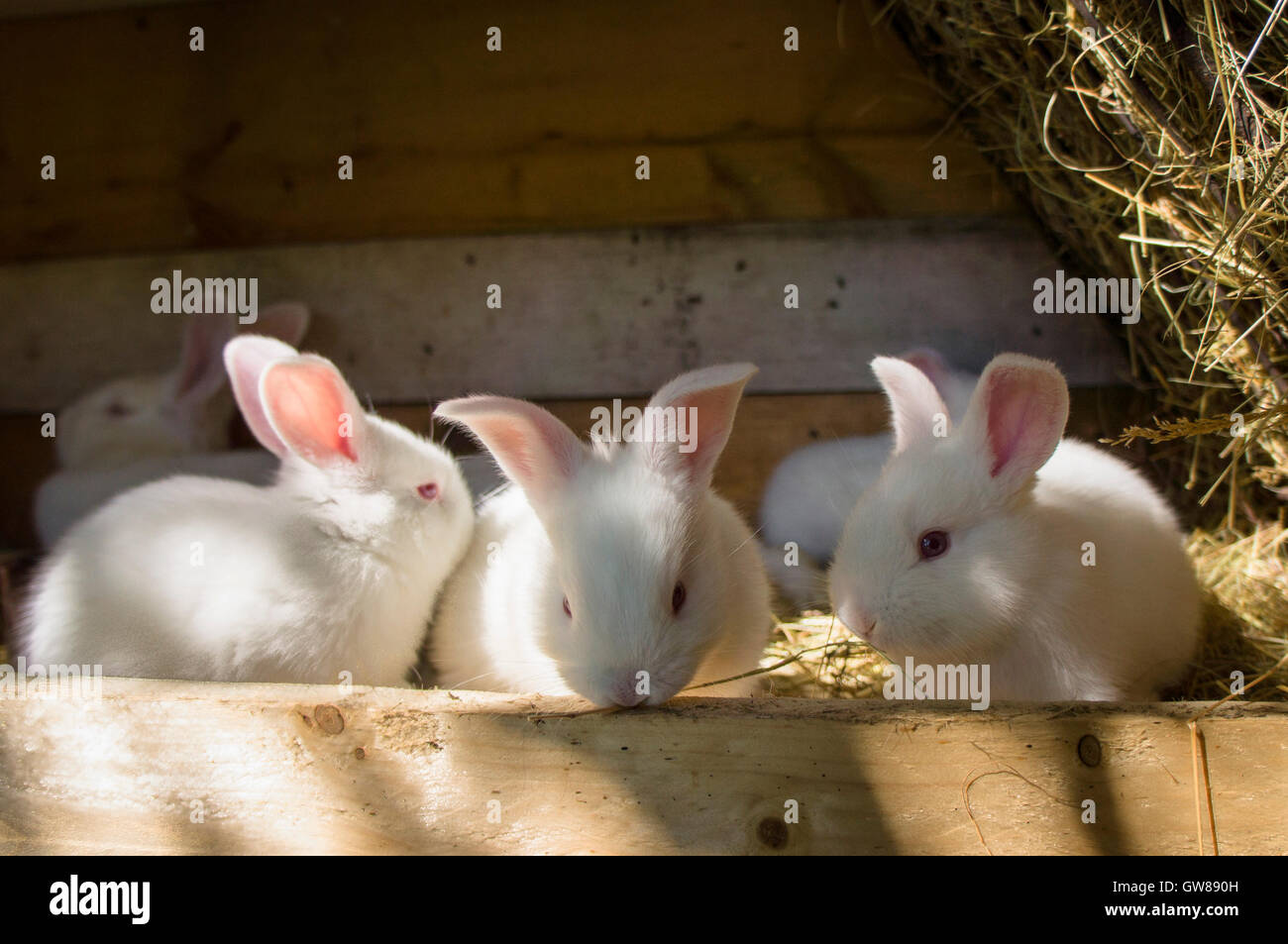 New Zealand White, albino domestic rabbit, newborn litter in nest ...