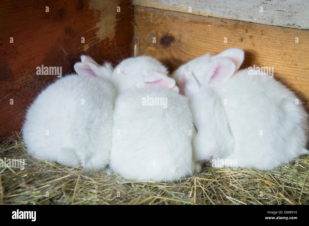 New Zealand White, albino domestic rabbit, newborn litter in nest ...