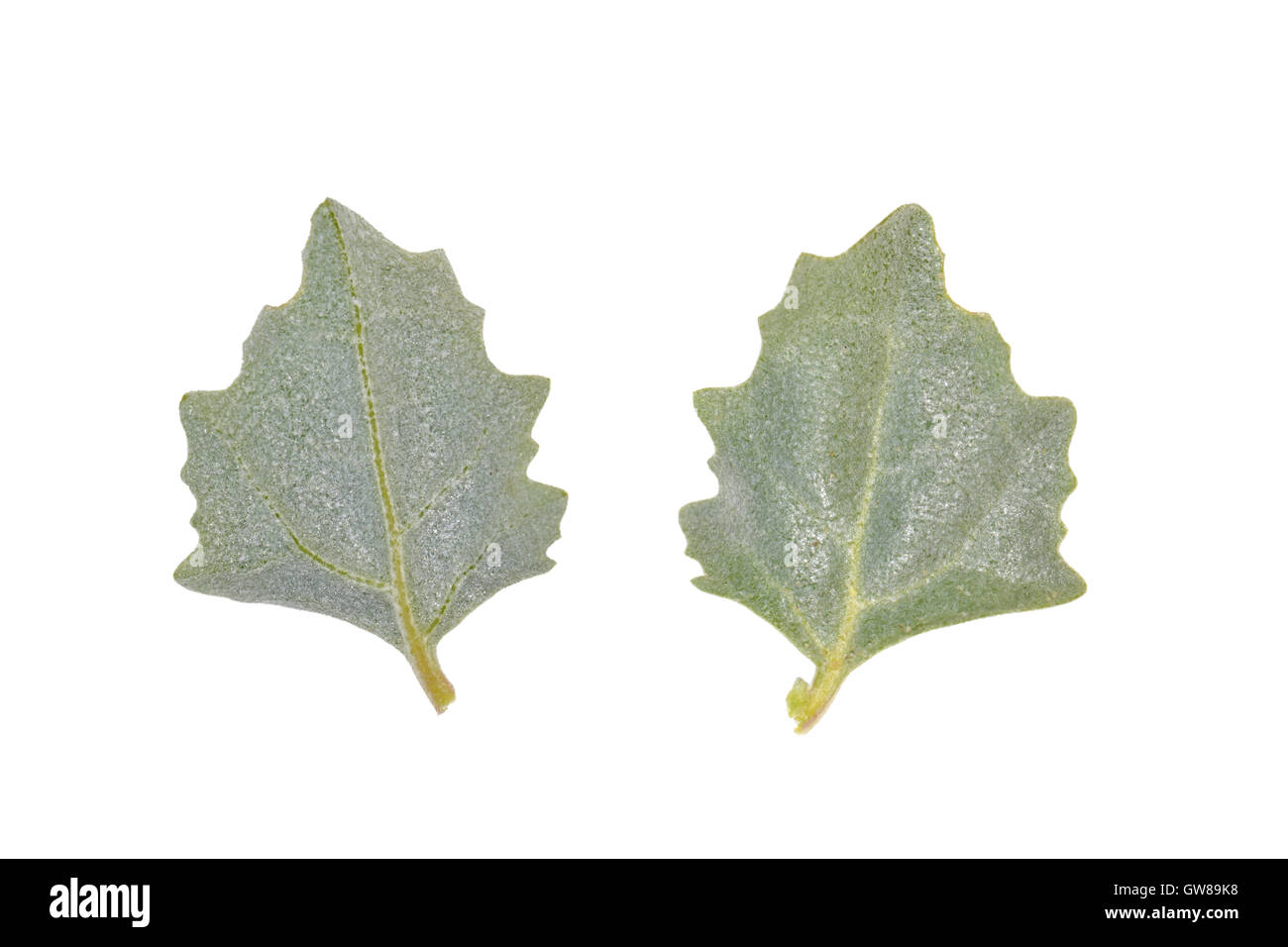 Frosted Orache - Atriplex laciniata Stock Photo