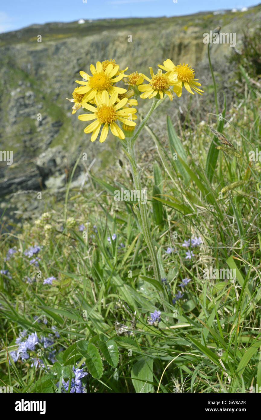 South Stack Fleawort - Tephroseris integrifolia ssp maritima Stock Photo
