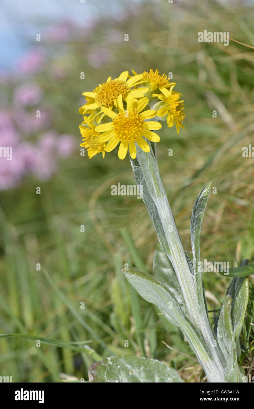 South Stack Fleawort - Tephroseris integrifolia ssp maritima Stock Photo