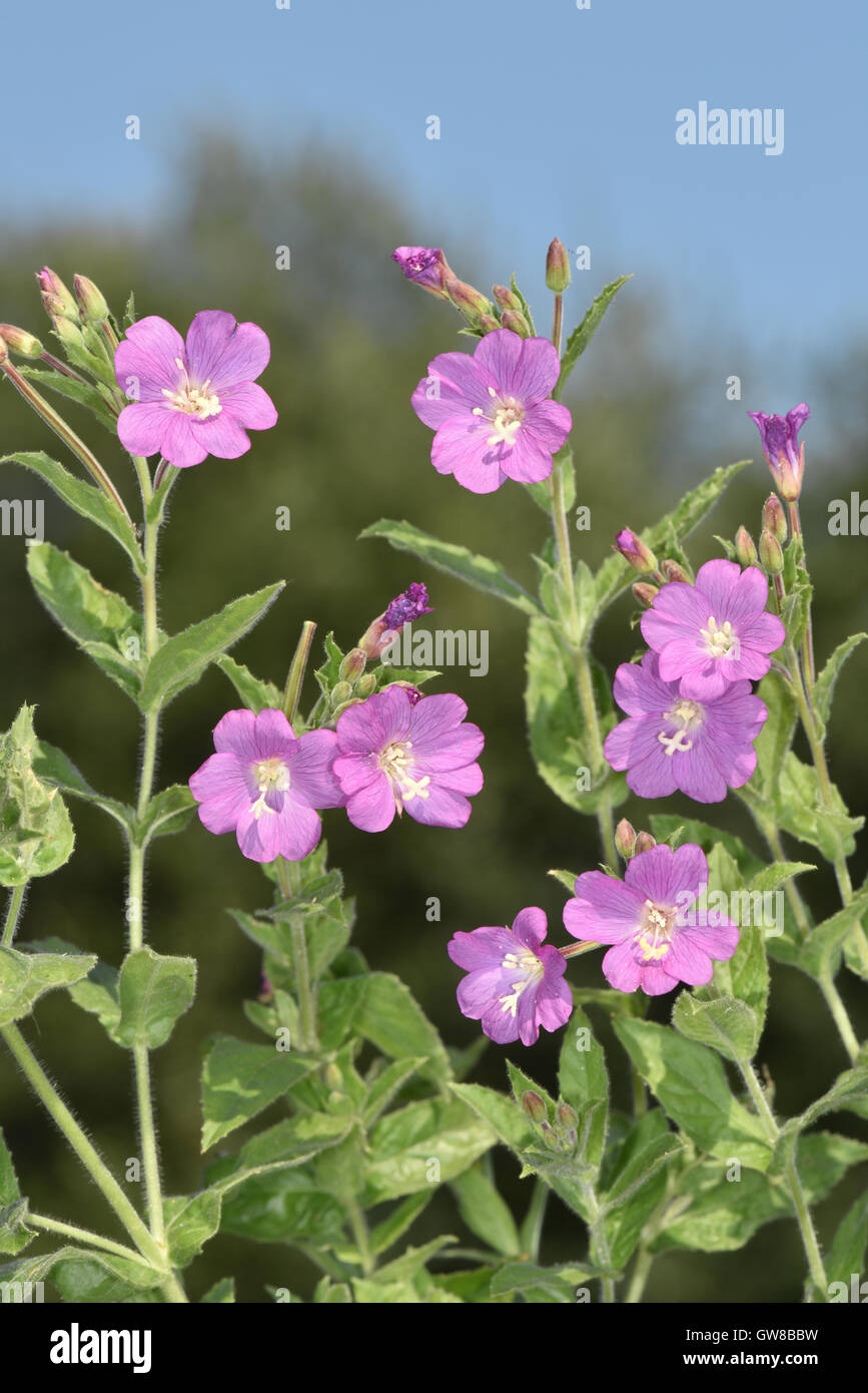 Great Willowherb - Epilobium hirsutum Stock Photo