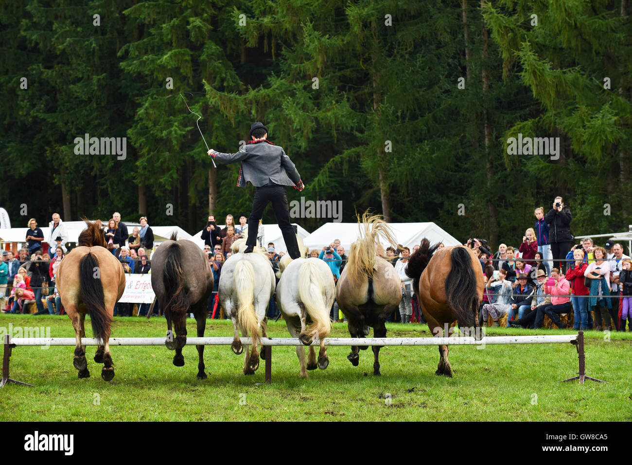 the universe of equestrian show in freedom Stock Photo