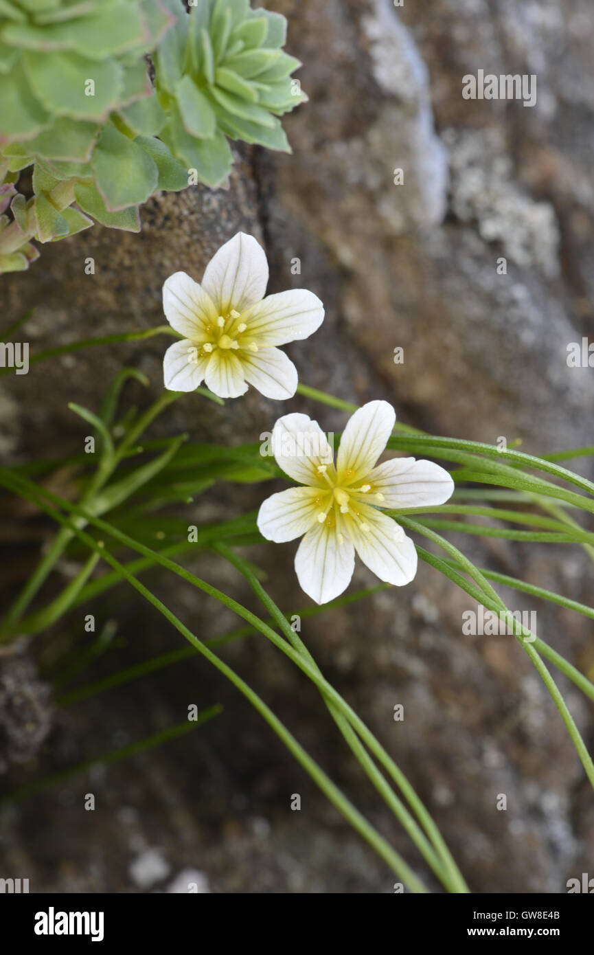 Snowdon Lily - Gagea serotina Stock Photo