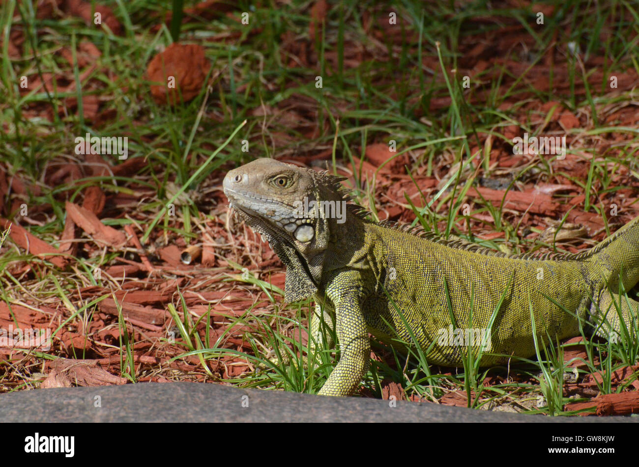 Common iguana creeping along in the wood chips and grass Stock Photo