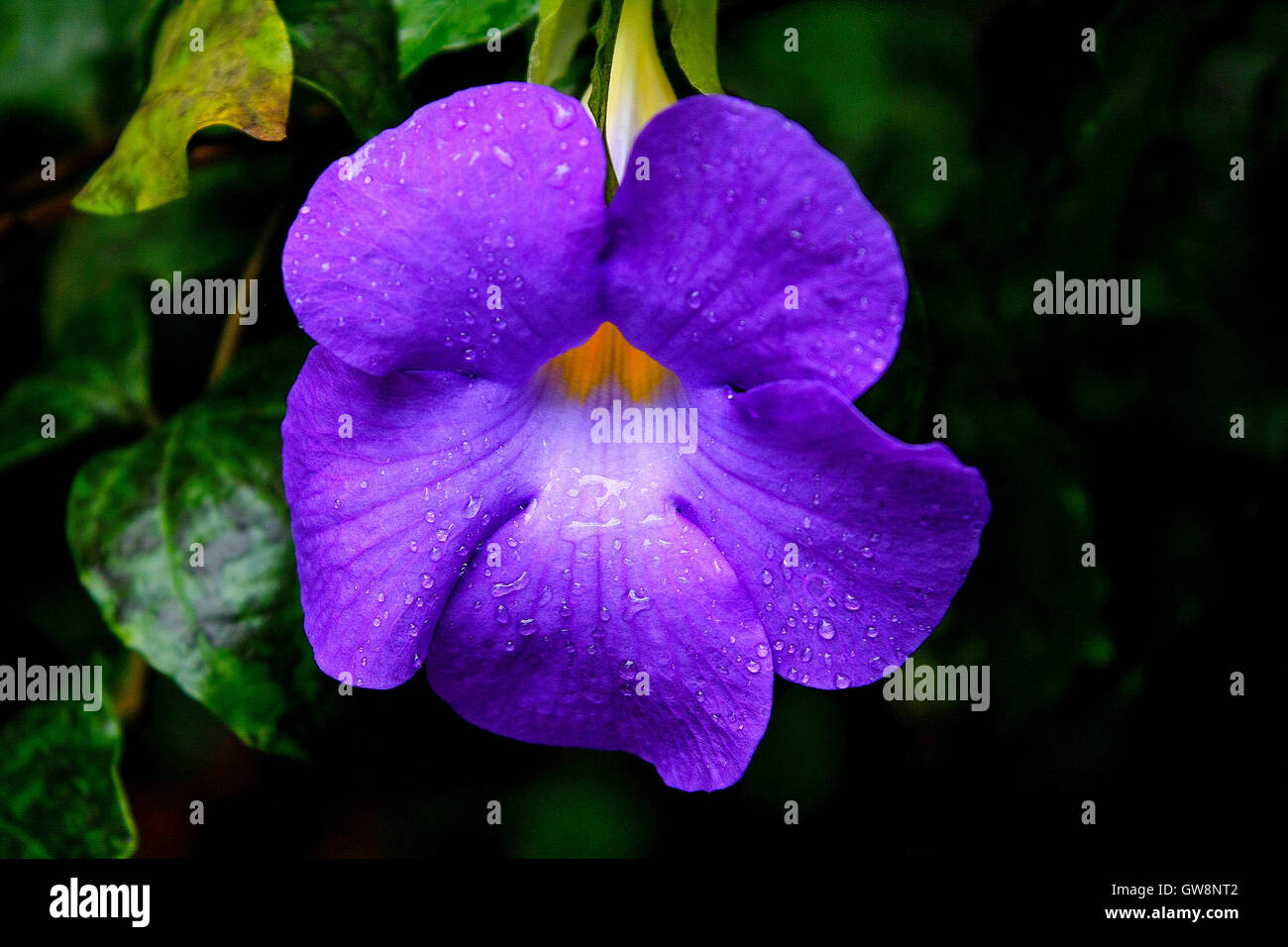 Green colour flower hi-res stock photography and images - Alamy