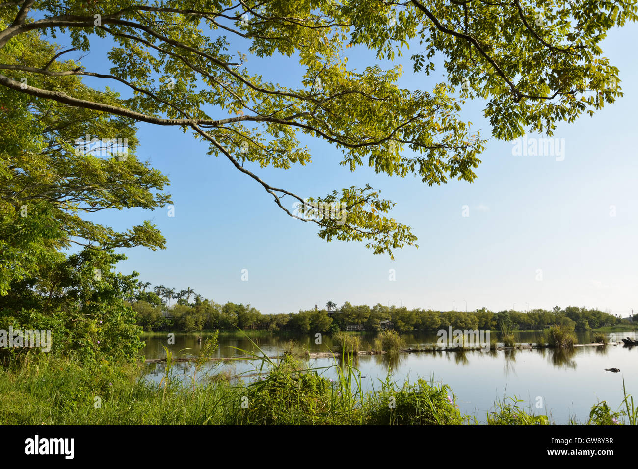 Lake with wood Stock Photo - Alamy