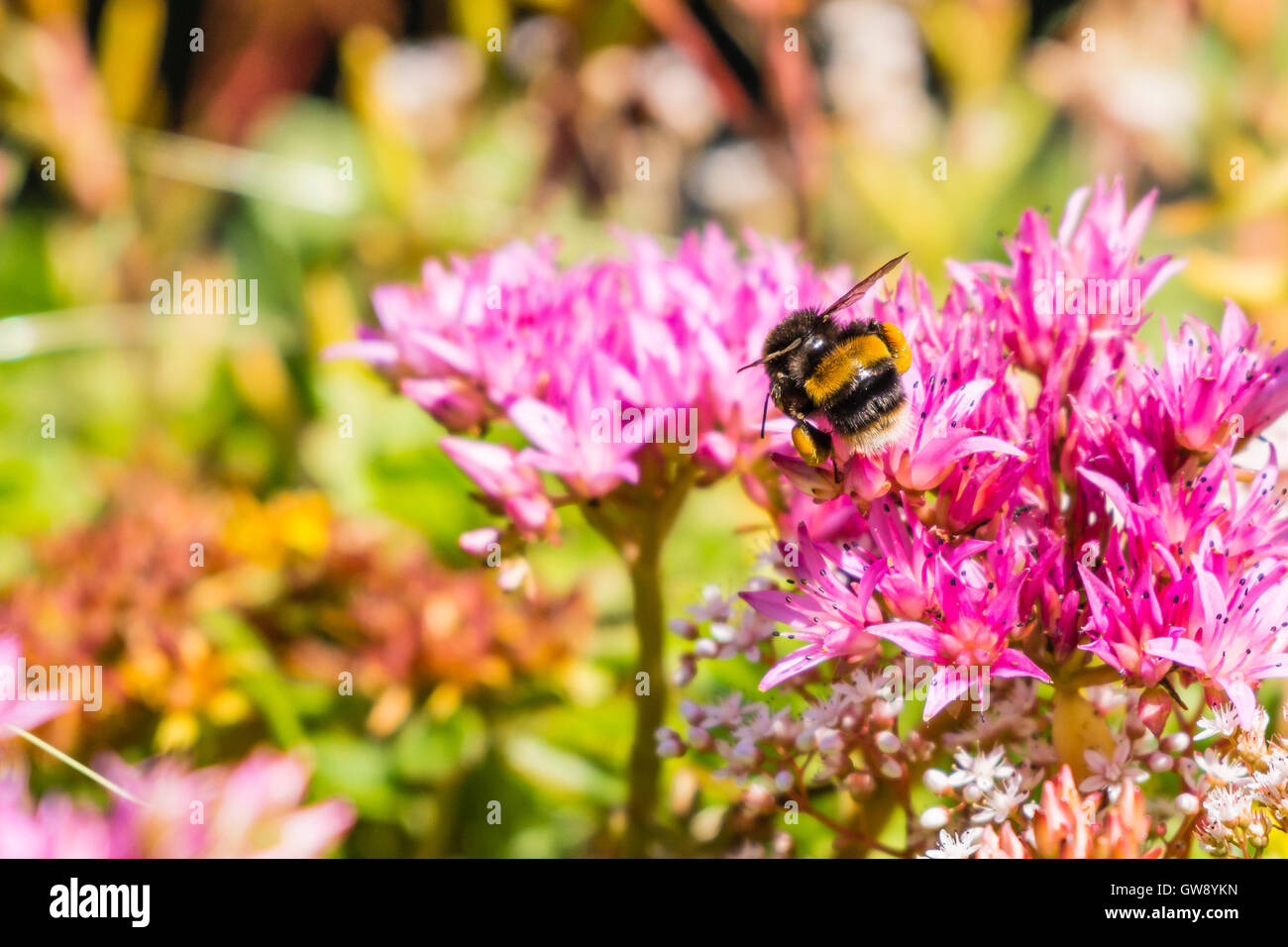 Bumble Bee pollinating Sedum flowers in a north London garden, UK Stock