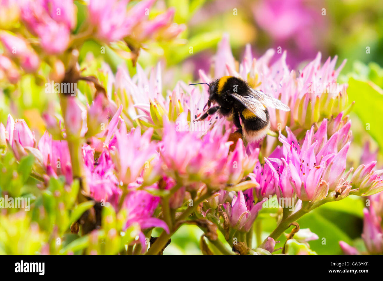 Bumble Bee pollinating Sedum flowers in a north London garden, UK Stock