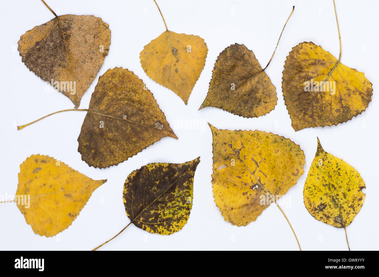 fall leaves on white paper background Stock Photo
