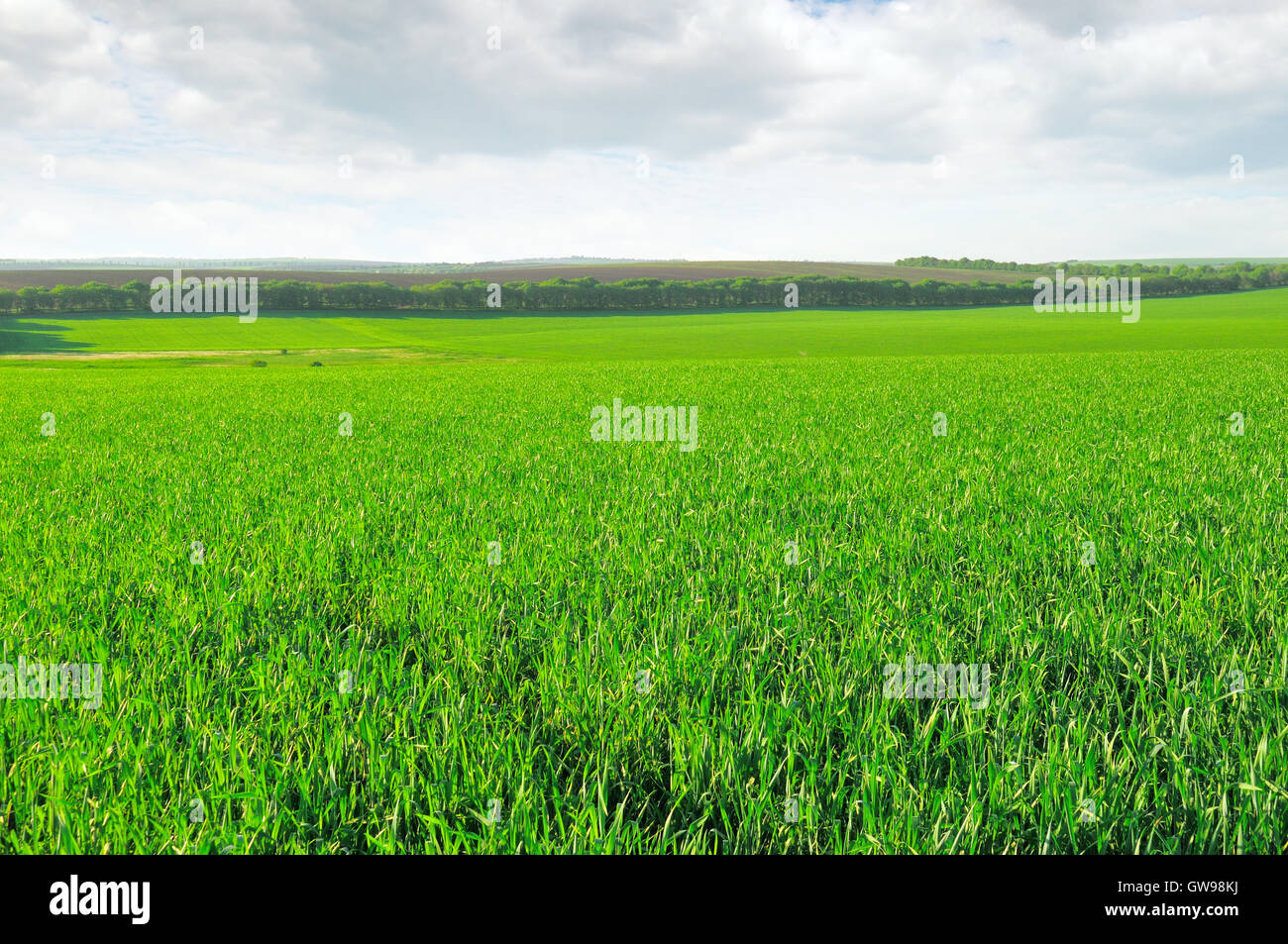 green field and blue sky with light clouds Stock Photo - Alamy
