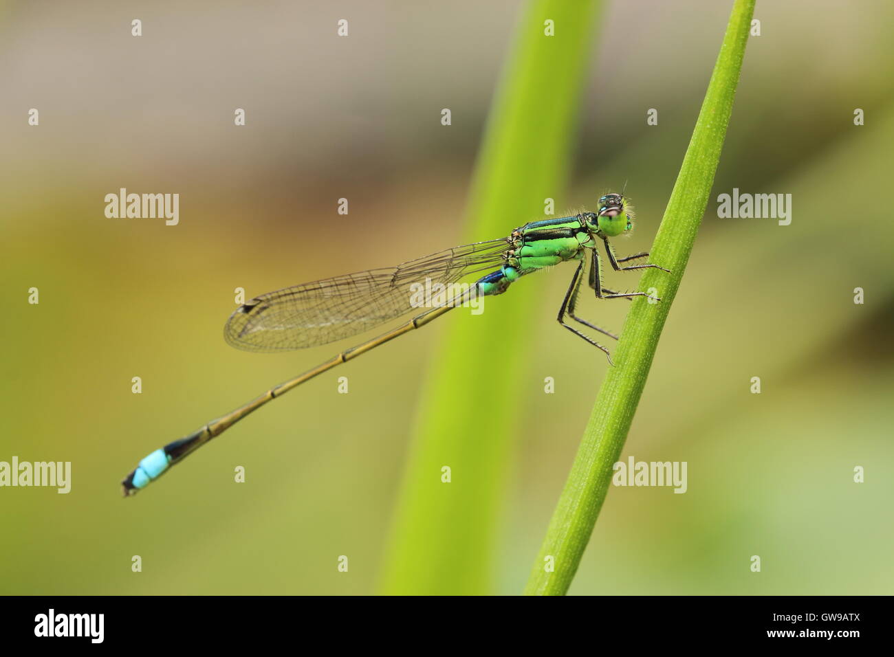 Green and black damselfly resting on a blade of grass Stock Photo - Alamy