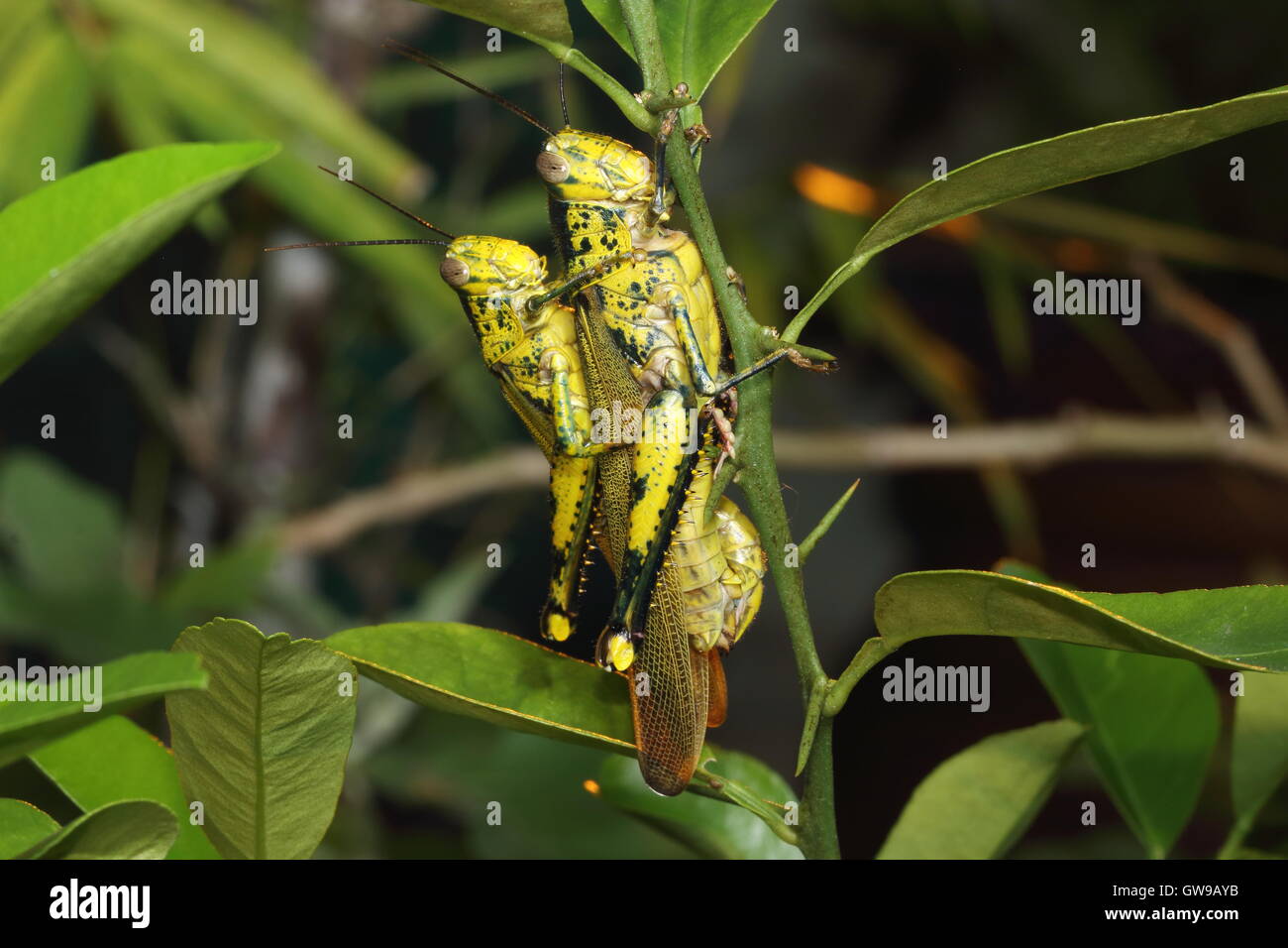 A pair of locusts mating on a lime tree. Stock Photo