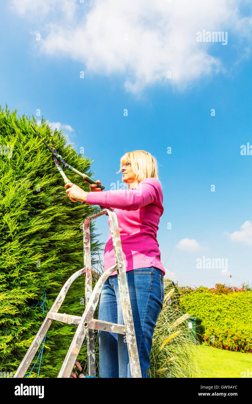 Woman on stepladders cutting hedge with shears gardening gardener hedge cutting on ladders UK England GB Stock Photo
