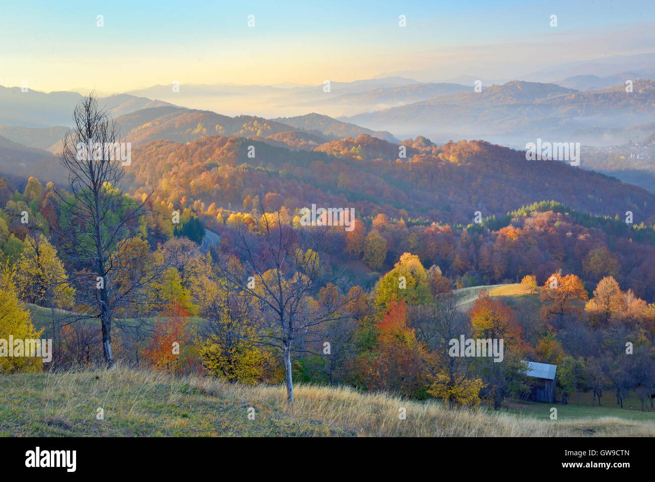 Sunny foggy forest hi-res stock photography and images - Alamy