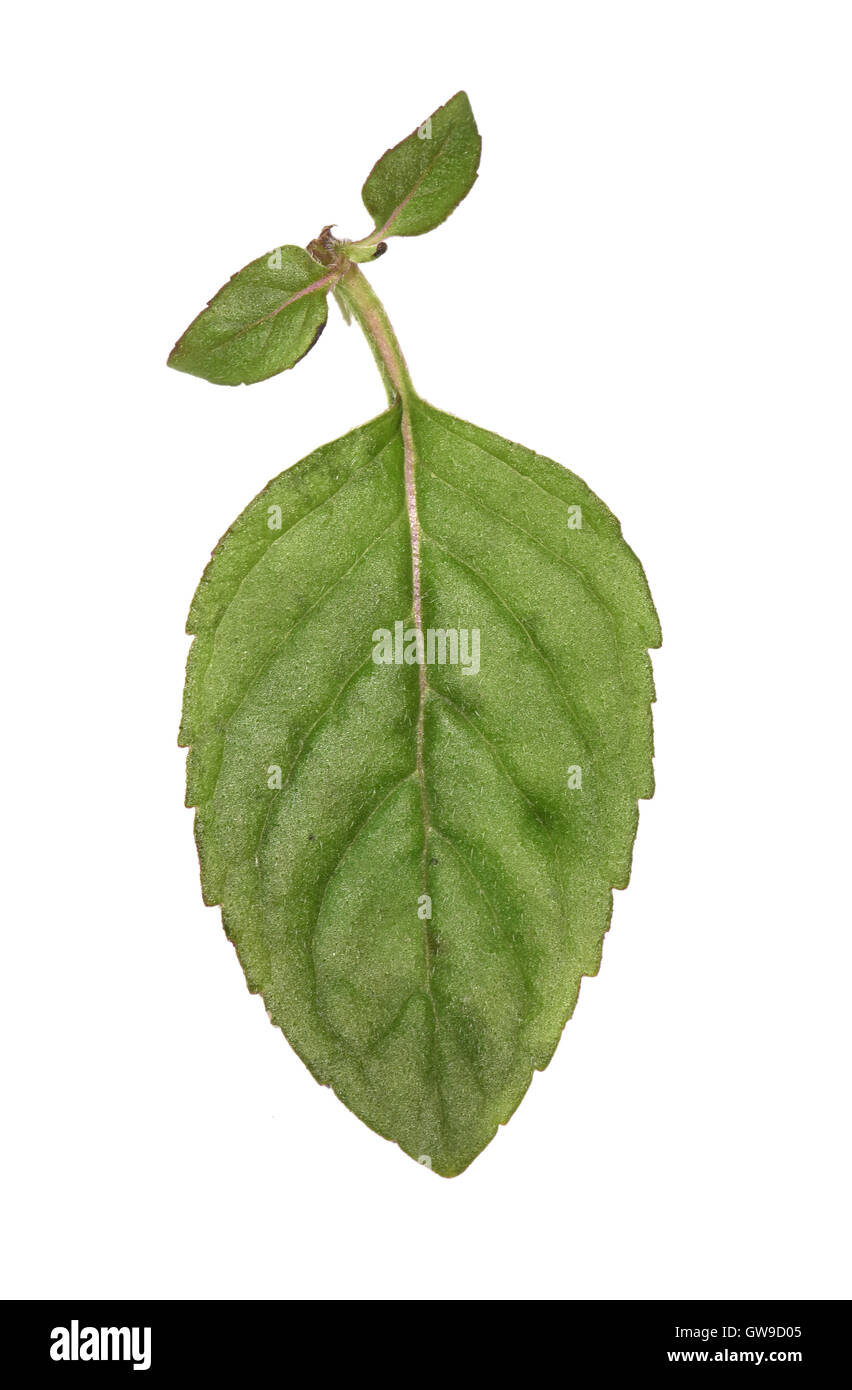Whorled Mint - Mentha x verticillata Stock Photo