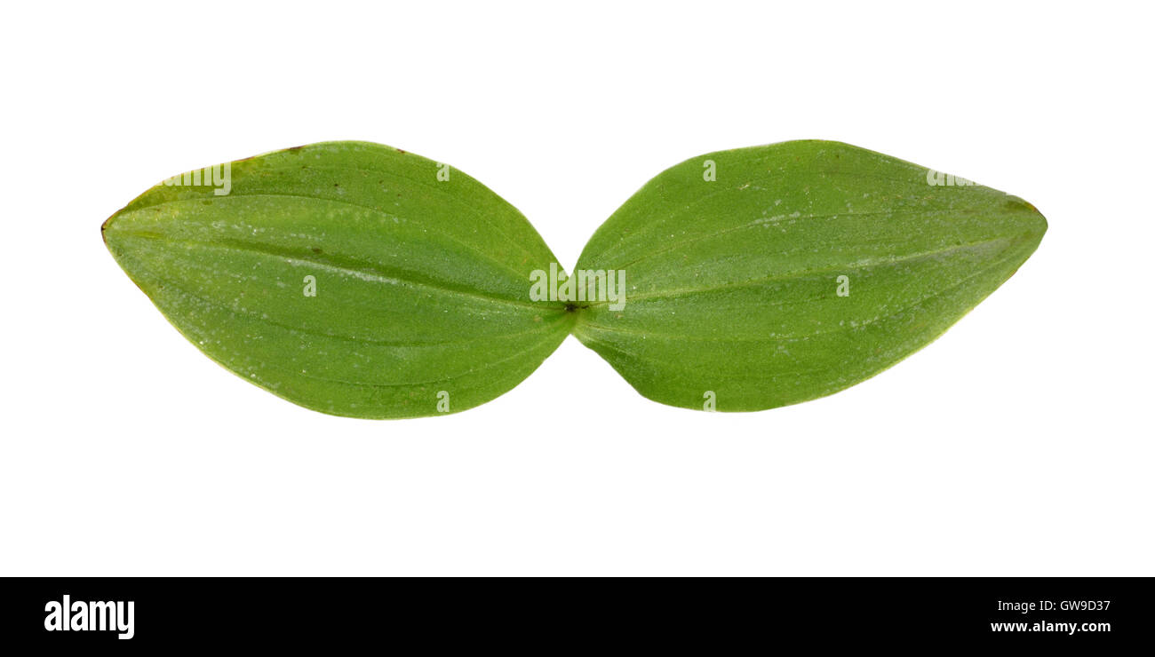 Common Twayblade - Listera ovata Stock Photo